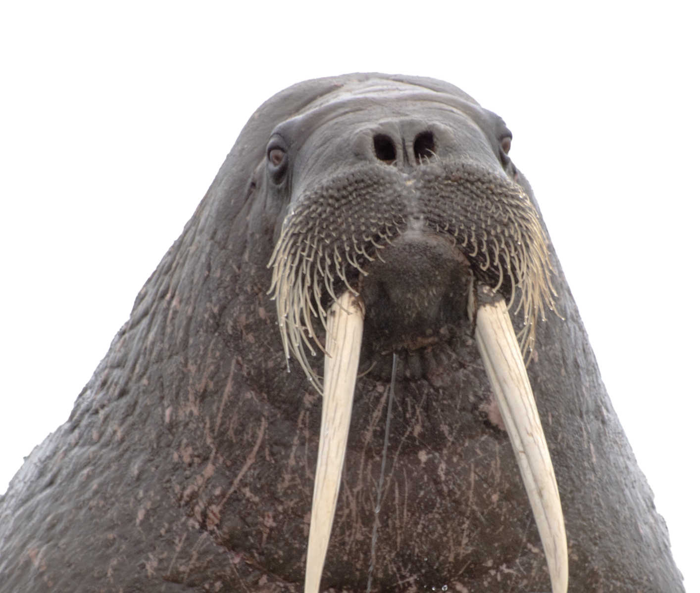 Walrus